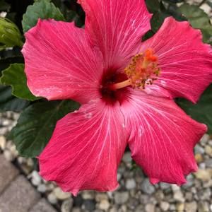 Meet your Posher, Pat